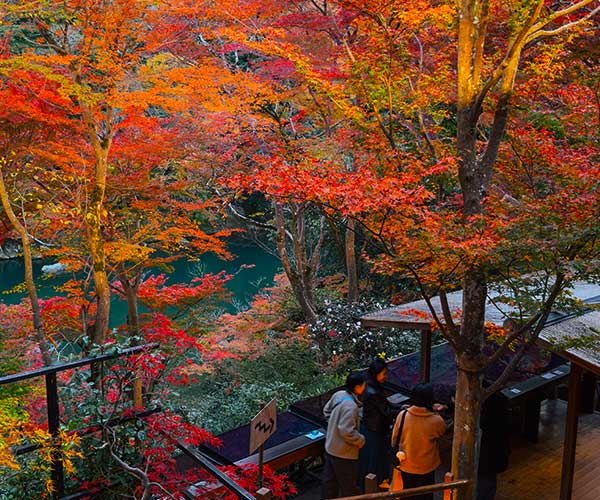 Tall bamboo stalks forming a green corridor at Arashiyama Bamboo Grove