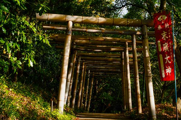 Dense bamboo grove at Kyoto Rakusai Bamboo Park in Nishikyo