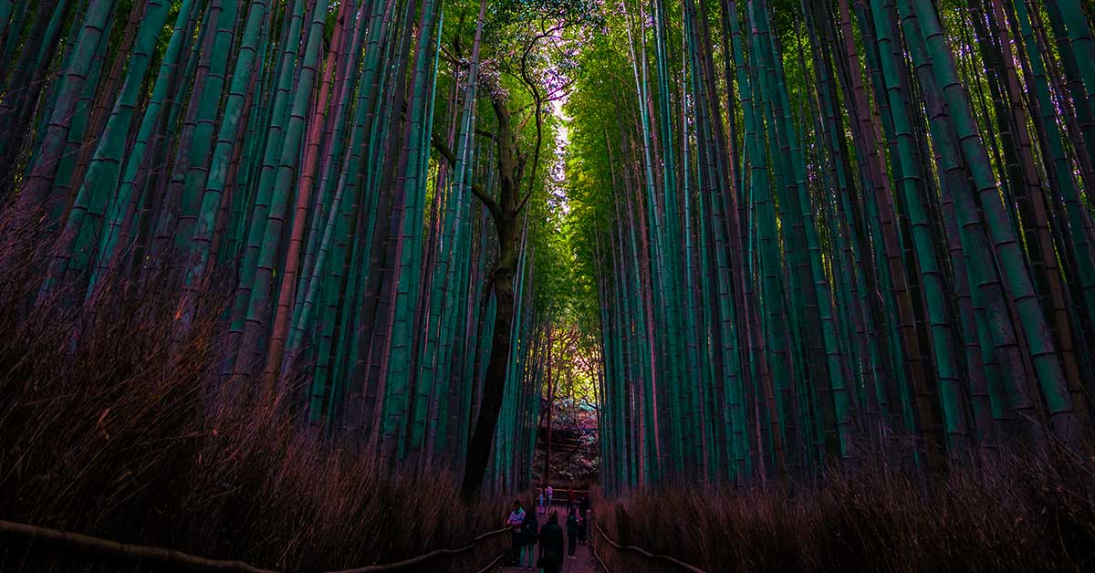 Tall green bamboo stalks forming a dense forest path in Kyoto, Japan