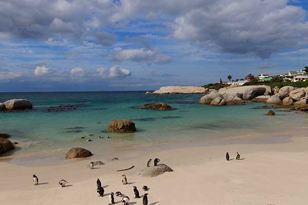 African penguins and granite boulders at Boulders Beach near Simon's Town Cape Town