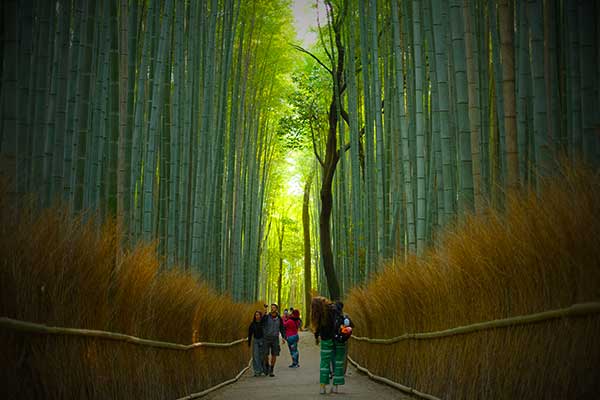 Best Bamboo Forests in Kyoto