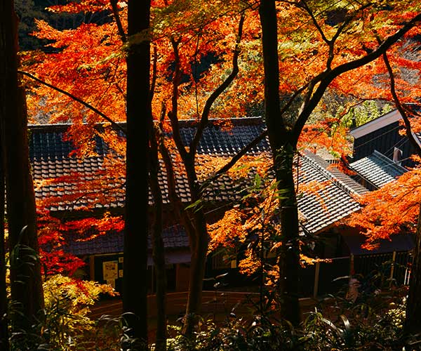 Murin-an garden in Kyoto with a clear stream flowing through moss and trees