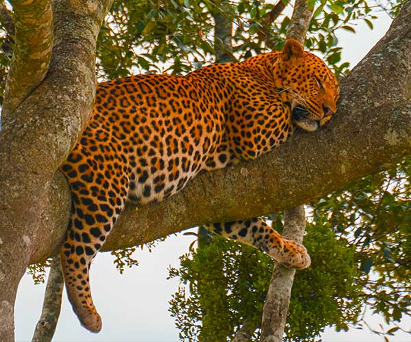Telephoto camera lens prepared for wildlife photography in Kenya