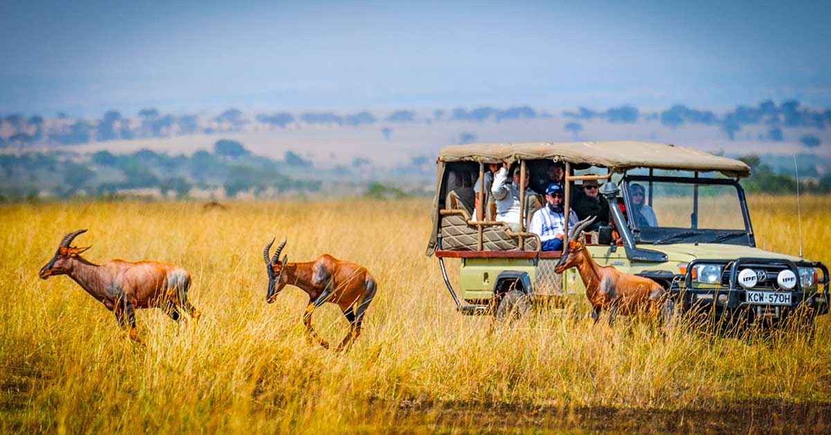 Safari vehicle surrounded by golden grass in the Masai Mara Kenya
