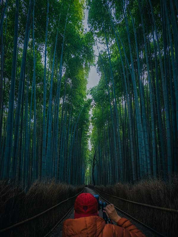 Best Bamboo Forests in Kyoto